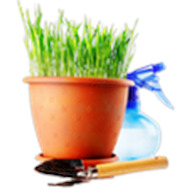 Cемена  газонных трав