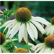 Эхинацея