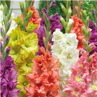 Гладиолусы