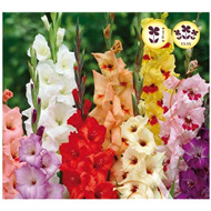 Гладиолусы