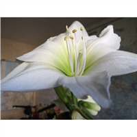 Луковицы лилий