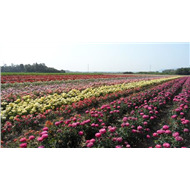 Миниатюрные