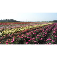 Миниатюрные