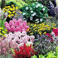 Многолетние растения