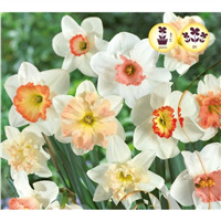 Нарциссы 