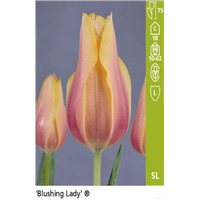 Простые поздние