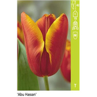 Простые ранние