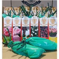 Саженцы роз