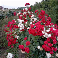 Штамбовые розы