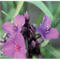 Традесканция