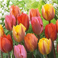 Тюльпаны