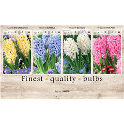 106638 Гиацинты