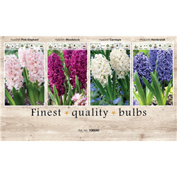 106640 Гиацинты