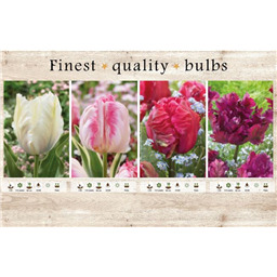 106642 Тюльпаны Попугайные