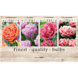 106645 Тюльпаны Бахромчатые