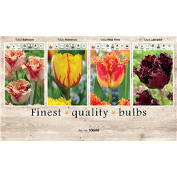 106646 Тюльпаны Бахромчатые
