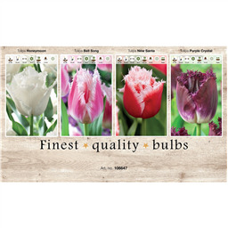 106647 Тюльпаны Бахромчатые