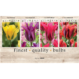 106648 Тюльпаны Зеленоцветные