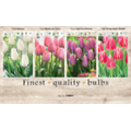 106649 Тюльпаны Дарвиновые гибриды