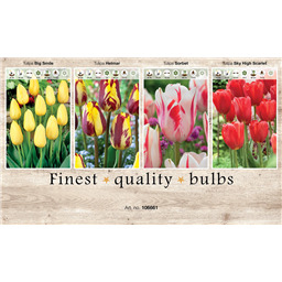106661 Тюльпаны Простые Поздние
