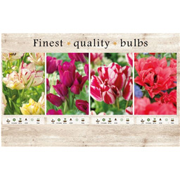 106666 Тюльпаны Многоцветковые