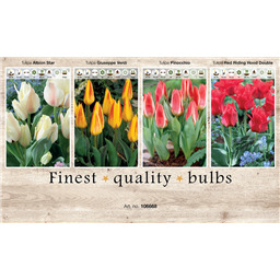 106668 Тюльпаны Ботанические