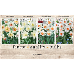 106669 Нарциссы Трубчатые