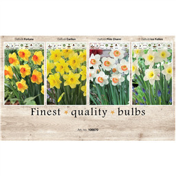 106670 Нарциссы Трубчатые