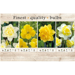 106671 Нарциссы Махровые