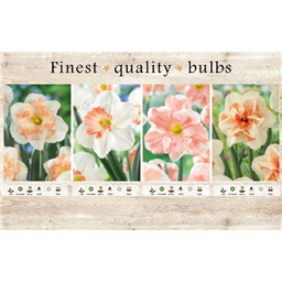 106675 Нарциссы Орхидейные