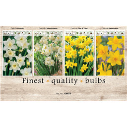 106676 Нарциссы Многоцветковые