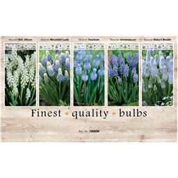 106686 Мускари