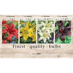 206601 Лилии Азиатские 