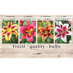 206603 Лилии О.Т, гибриды  