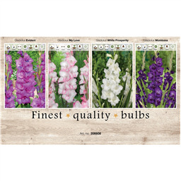 206608 Гладиолусы 