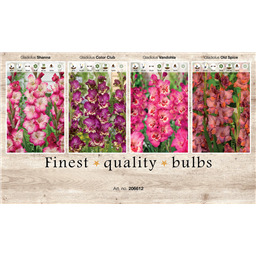 206612 Гладиолусы 