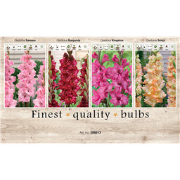 206613 Гладиолусы Гофрированные