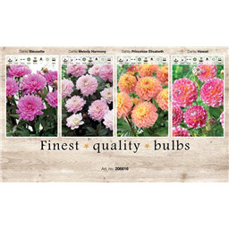 206616 Георгины Бордюрные  