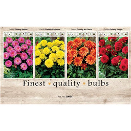 206617 Георгины Горшечные