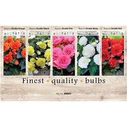 206622 Бегонии Махровые