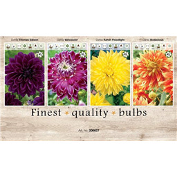 206627 Георгины Декаративные