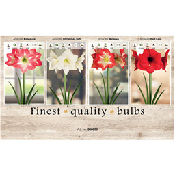 206638 Амариллисы