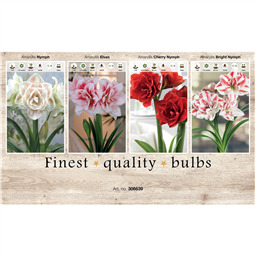 206639 Амариллисы