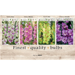 206643 Гладиолусы Гофрированные