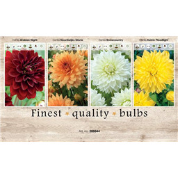 206644 Георгины Декаративные