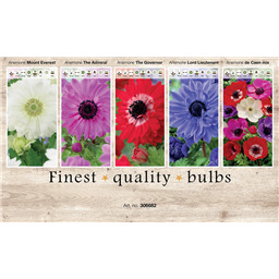 306682 Анемоны