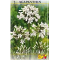 Агапантус Альбофлора