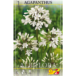 Агапантус Альбофлора