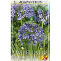 Агапантус Умбрелатус