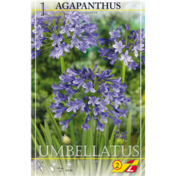 Агапантус Умбрелатус